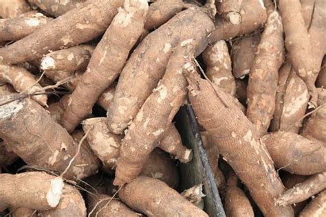 cassava price per kilo|Cassava Prices, Latest Price, News, Historical & Forecast.